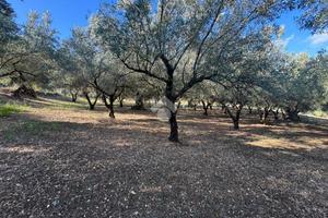 TER. AGRICOLO A AMANTEA