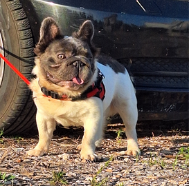 BIG ROPE FLUFFYl4 Stallone Monta Bulldog Francese