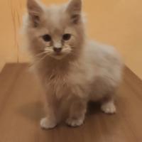 Cucciolo di Maine Coon maschietto