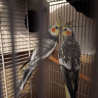 Coppia di papagalli calopsite riproduttiva