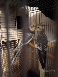 Coppia di papagalli calopsite riproduttiva