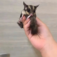 Petauri dello zucchero