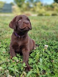Cucciola Labrador Retriever