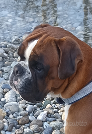 Boxer maschio fulvo disponibile per monte