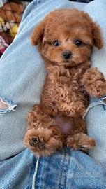 BARBONCINO TOY FEMMINE - BARBONCINI NANI cuccioli