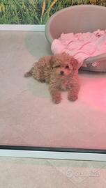 Disponibili barboncini mini toy