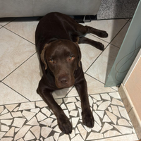 Labrador femmina per accoppiamento