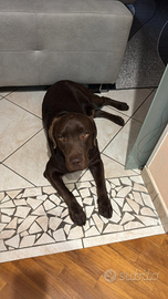 Labrador femmina per accoppiamento