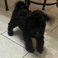 Femmina di barboncino nano