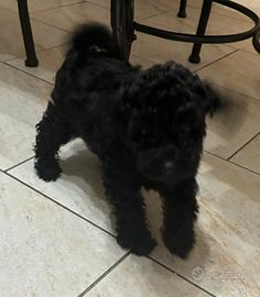 Femmina di barboncino nano