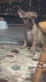 bulldog Francese