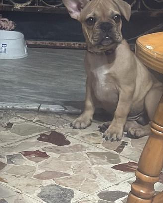 bulldog Francese
