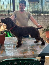 Cocker spaniel walking