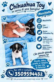 Chihuahua Toy maschietto