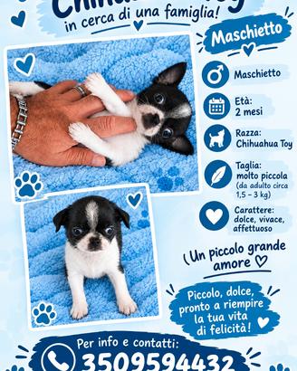 Chihuahua Toy maschietto