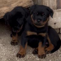 Cuccioli Rottweiler