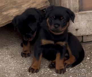 Cuccioli Rottweiler