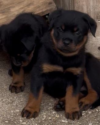 Cuccioli Rottweiler