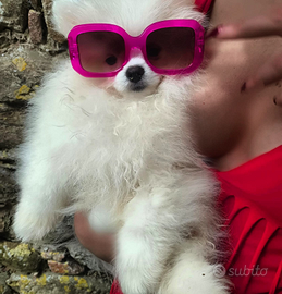 Volpino Pomerania Italia