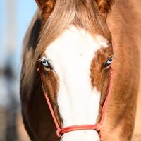 Cavalla Quarter Horse