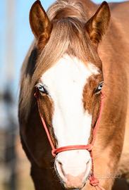 Cavalla Quarter Horse