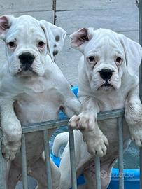Cuccioli boxer bianchi