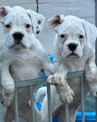 Cuccioli boxer bianchi