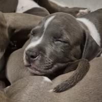 Amstaff blue cuccioli - disponibili dal 10 aprile-
