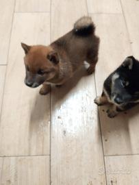 Shiba inu con pedigree rossi black nati10luglio26
