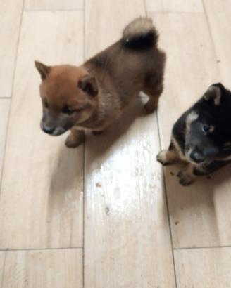 Shiba inu con pedigree rossi black nati10luglio26