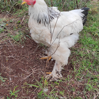 Galline ornamentali varie varietà