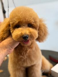 Cuccioli maschi di barboncino