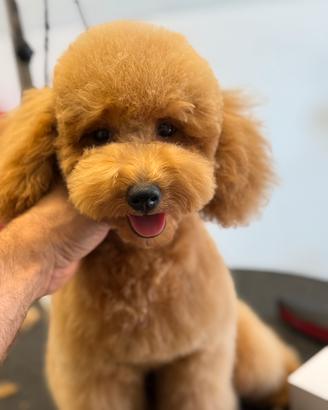 Cuccioli maschi di barboncino