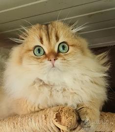 Cuccioli gatto disponibili