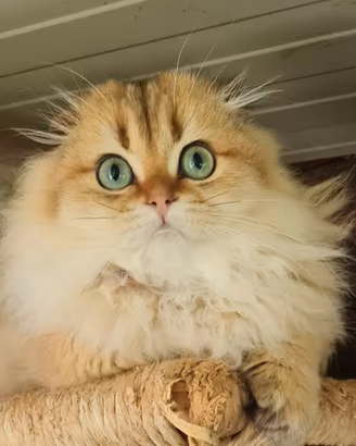 Cuccioli gatto disponibili