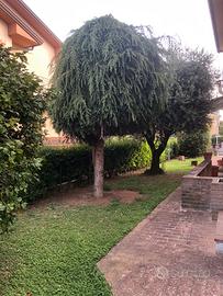 Porzione di trifamiliare di testa
