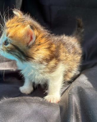 Ultima gattina siberiana con pedigree