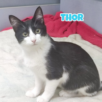 Thor gatto bianconero di 5 mesi