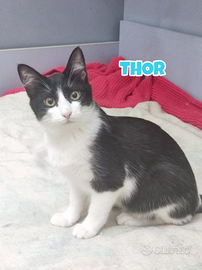 Thor gatto bianconero di 5 mesi