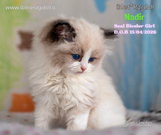Cucciola Ragdoll