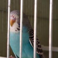 Cocorite