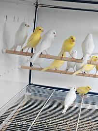 Canarini malinuar giallo intenso