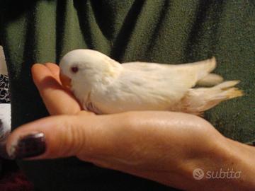 Inseparabile femmina allevata a mano