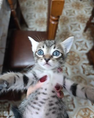 Gattino maschio