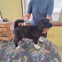 Maschi di Akita americano