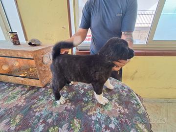 Maschi di Akita americano