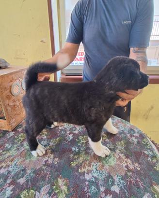 Maschi di Akita americano