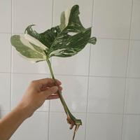 Talee Monstera variegata 