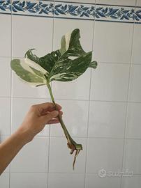 Talee Monstera variegata 