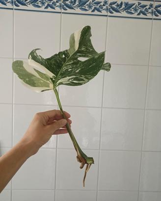 Talee Monstera variegata 